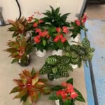 Table Plant Pet Friendly Each PROMO