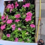 Flowers Petunia Premium Outdoor Plants Dubai - Image 2