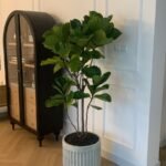 Office Plant Fiddle Premium Quality in Rustic Fiber Pot PROMO|180cm