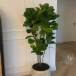 Office Plant Fiddle Premium Quality in Rustic Fiber Pot PROMO|180cm - Image 2