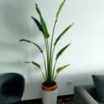 Travellers Palm Medium 2 meter - Image 3