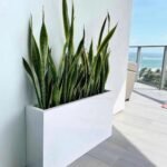 Office Plants Sanseveria in Fiber