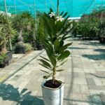 Giant Plumeria  NEW 1.8m to 2m - Image 3