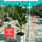 Giant Plumeria  NEW 1.8m to 2m - Image 2