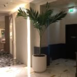 Vietchia Palm in Fiber pot 2.2m to 2.5m - Image 2