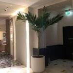 Office Plants Bundle 3pc in Fiber Pot (SAVE 700DH) Hotel Quality - Image 2