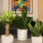 Table Plants bundle (3pc) PROMO