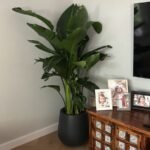 Office Plant Bird of Paradise in Black Fiber Matte
