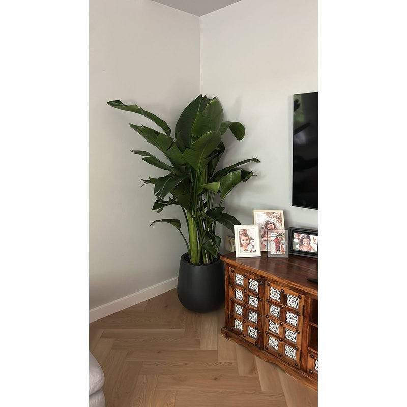 IMG-20231126-WA0022-1.jpg Office Plant Bird of Paradise in Black Fiber Matte - Image 1