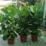 Fiddle in Nursery Pot|140cm