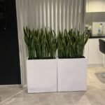 Office Plant Bundle in fiver 2pc set