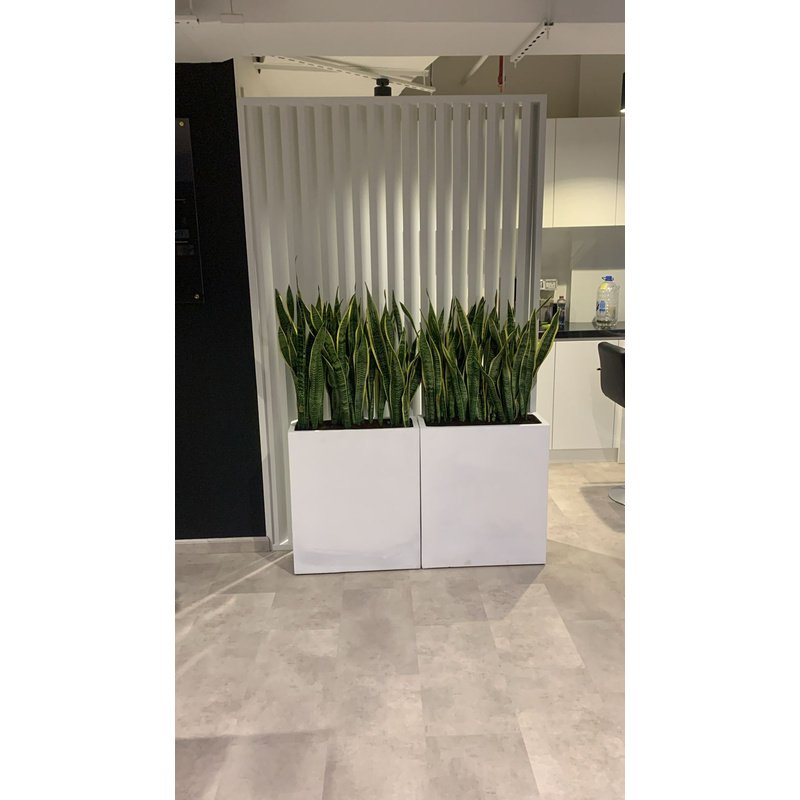 IMG-20231129-WA0232-1.jpg Office Plant Bundle in fiver 2pc set - Image 1