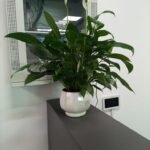 Office Plant Peace lily Medium Holland PROMO