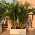 Outdoor Big Natural Areca in Fiber Glass New Privacy Plant - Image 2