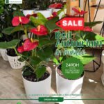 Indoor Plants Red Anthorium Bundle 2pc PROMO