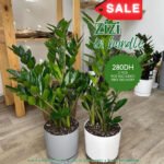 Zizi Bundle PROMO