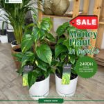 Money Plant Bundle 2 pc