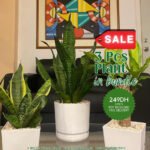 Indoor Plants Table Plant Bundle 3pcs
