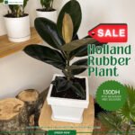 Rubber Plant WOW
