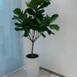 Office Plants Fiddle Big Head 180cm to 2m PROMO