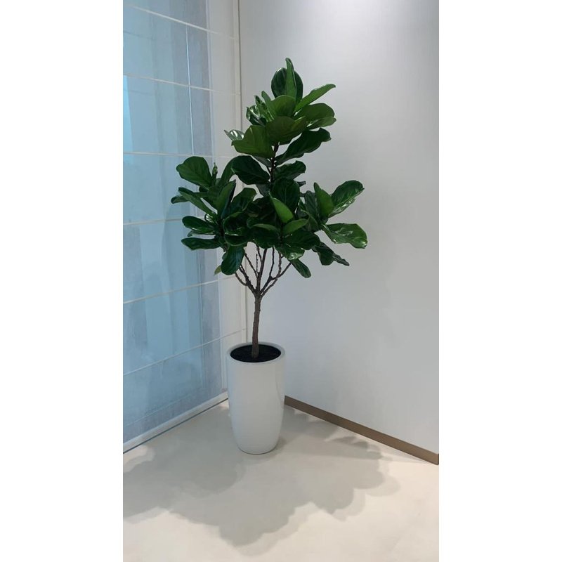 IMG-20231205_190350_296.jpg Office Plants Fiddle Big Head 180cm to 2m PROMO - Image 1
