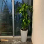 Office Plants Fortune Plant Large Promo
