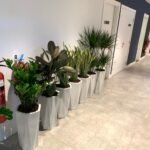 Office Plants BUNDLE OF 7 Promo Best Seller - Image 2