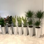 Office Plants Air Purifying Plants (7pcs) Bundle WOW - Image 3