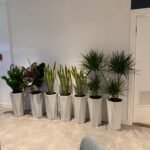 Office Plants BUNDLE OF 7 Promo Best Seller - Image 3