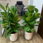 Office Plants Fiddle 2PC Bundle| 130cm