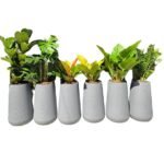 Office Plants 6pcs Premium