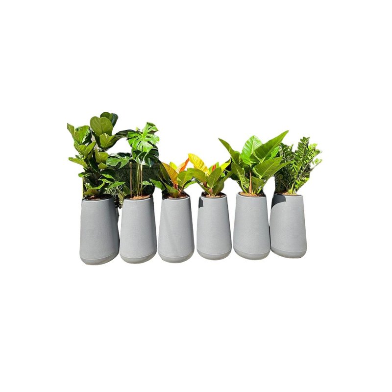 IMG-20231215-WA0132-1.jpg Office Plants 6pcs Premium - Image 1