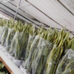 Snakeplant in Plastic Pot 80 to 90cm New