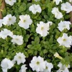 Flowers Petunia Premium Outdoor Plants Dubai - Image 3