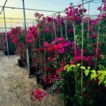 Large Bougainvillea 189cm to 2m PROMO - Image 4