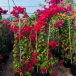 Large Bougainvillea 189cm to 2m PROMO