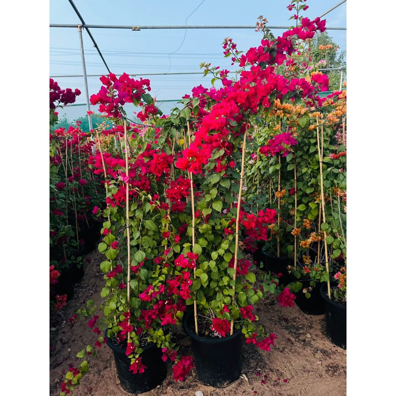 IMG-20231219-WA0236.jpg Large Bougainvillea 189cm to 2m PROMO - Image 1