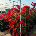 Large Bougainvillea 189cm to 2m PROMO - Image 2