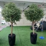 Artificial Olive Premium in Black Matte Pot ( 2.3m to 2.5m) Each