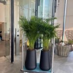 Medium Areca Each 160cm in Black Fiber PROMO - Image 2