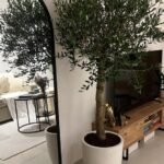 Olive Tree Indoor  2m Wow Sale