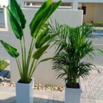 Indoor Plants Bundle Medium Travellers Palm + Areca - Image 3