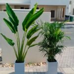 Indoor Plants Bundle Medium Travellers Palm + Areca