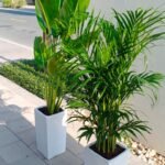 Indoor Plants Bundle Medium Travellers Palm + Areca - Image 2