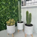 Cactus Bundle Premium Holland in Fiber Pots (3pc) New