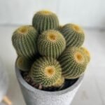 Cactus Multiple in fiber New