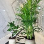 Areca and Bonsai Bundle in Beige Best Seller New
