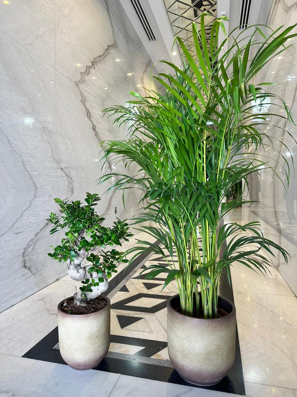 IMG-20240114-WA0170.jpg Areca and Bonsai Bundle in Beige Best Seller New - Image 1