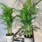 Areca in Beige Bundle Pot Collection New