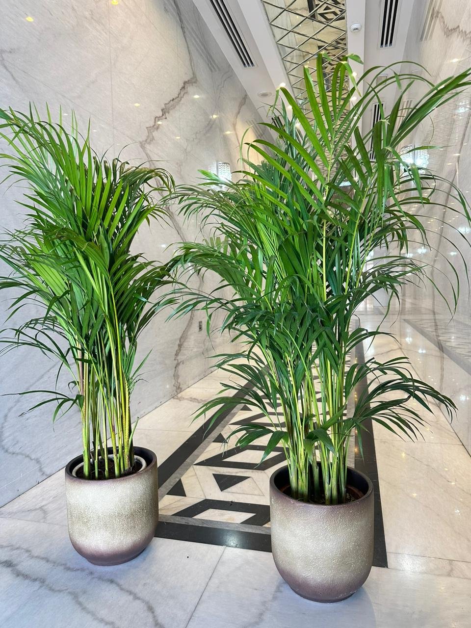 IMG-20240114-WA0182.jpg Areca in Beige Bundle Pot Collection New - Image 1